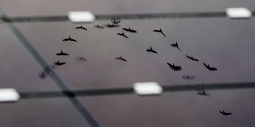 鸟类在太阳能板上的反射. (Photo: Ole Martin Wold)